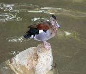 2019 02 21 MNNewZoo 033